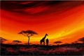 アフリカの日没の草原のキリン